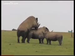 In this zoo sex video, a traveling visitor witnesses two wild rhinoceros having sex.